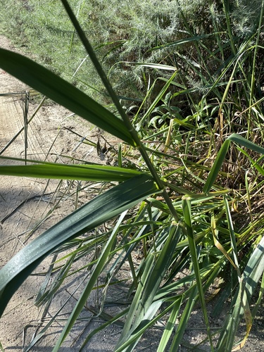 iNaturalist observation photo of giant wild rye