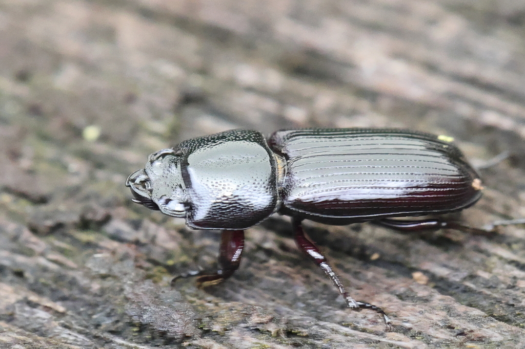 Figulus hsui