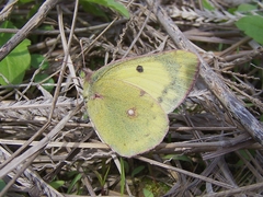 Colias poliographus