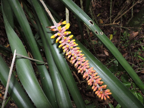 Aechmea kertesziae (Aechmea kertesziae)