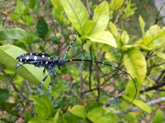 Anoplophora macularia