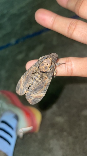 Eastern Death's Head hawkmoth