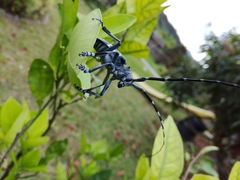 Anoplophora macularia