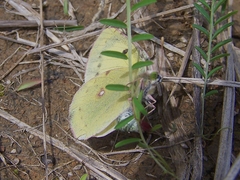 Colias poliographus