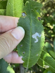 Stigmella heteromelis