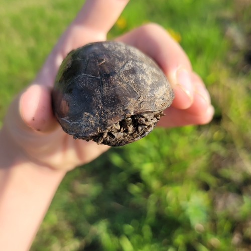 Mississippi Mud Turtle