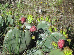 Opuntia cespitosa
