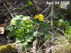 Caltha palustris