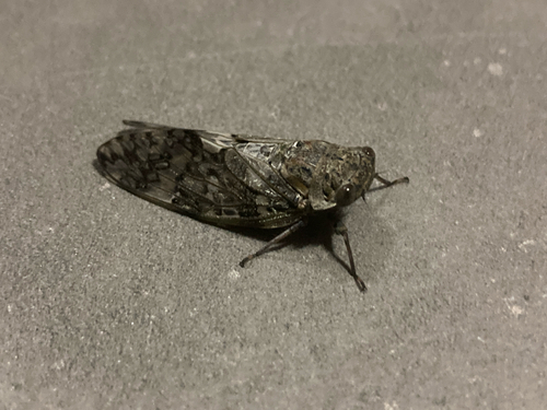 Kaempfer Cicada