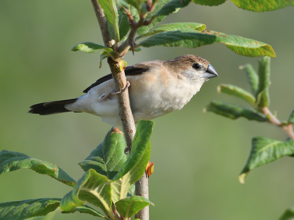 Typical Silverbills