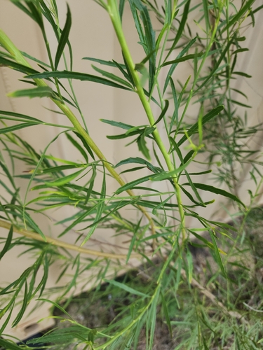 Poverty Weed
