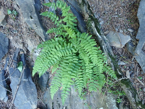 Woodsia polystichoides, photograph 3