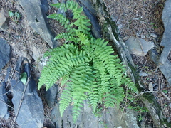 (c) crothfels, some rights reserved (CC BY) Woodsia polystichoides, photograph (c) crothfels, some rights reserved (CC BY)