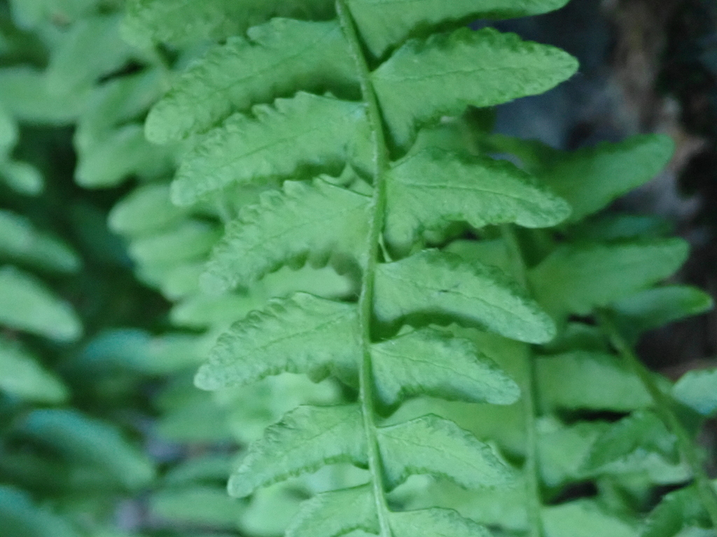 Woodsia polystichoides; photograph (c) crothfels, some rights reserved (CC BY)