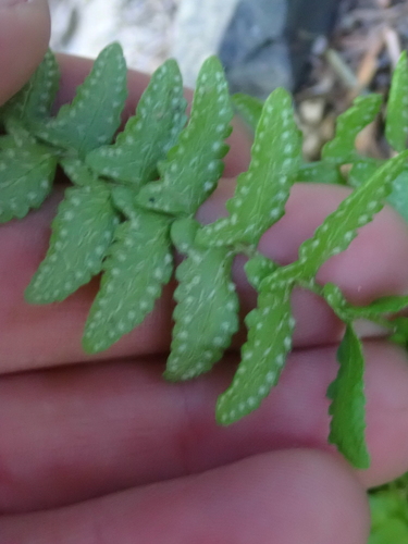Woodsia polystichoides, photograph 4