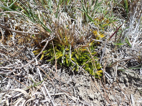 Diphasiastrum veitchii (Diphasiastrum veitchii)