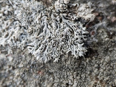 Physcia subtilis