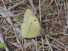 Colias poliographus