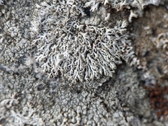 Physcia subtilis