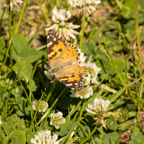 Painted Lady