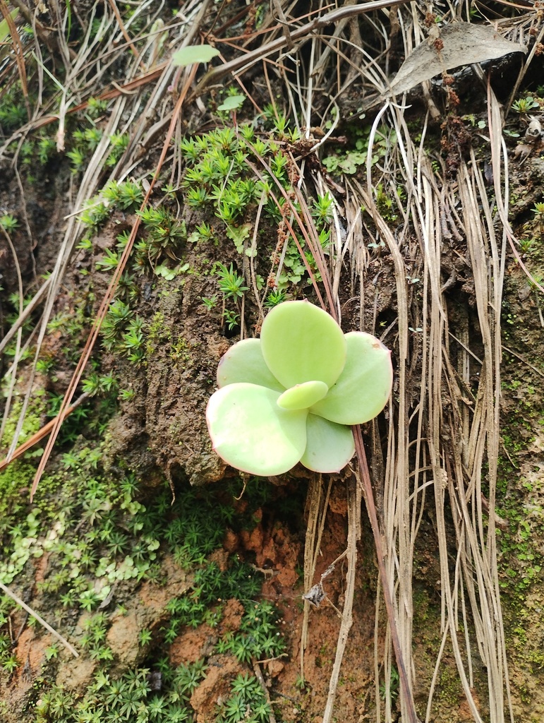 Echeveria pallida, San Mateo Río Hondo, Oax., México