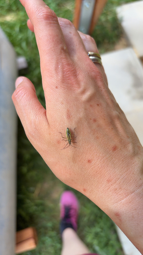 Meadow Plant Bug