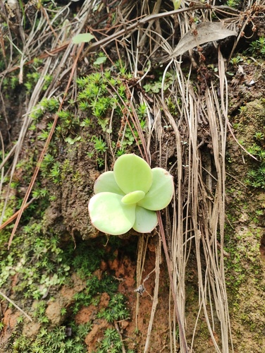 Echeveria pallida