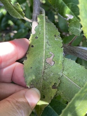 Stigmella heteromelis