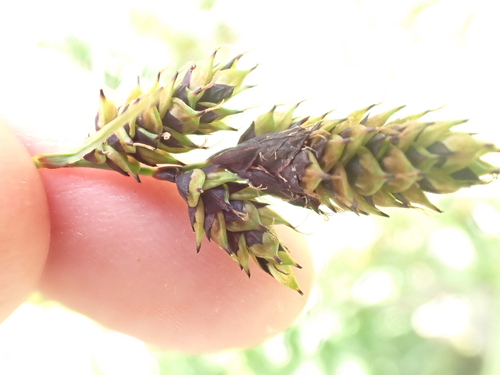 Carex atrata, photograph 5