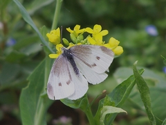 Pieris rapae