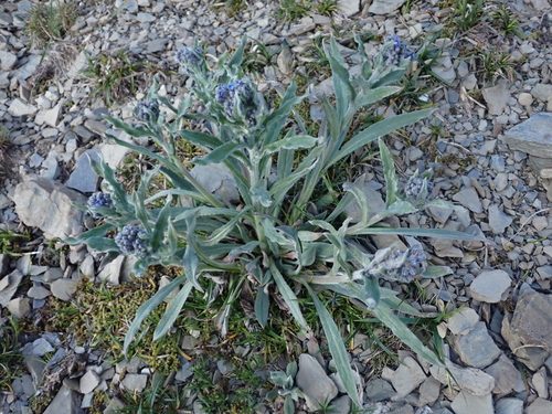Cynoglossum alpestre (Cynoglossum alpestre)