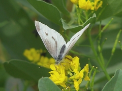 Pieris rapae