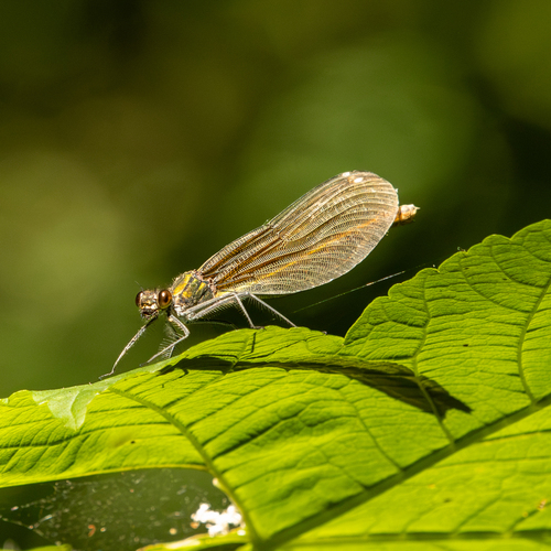Beautiful Demoiselle