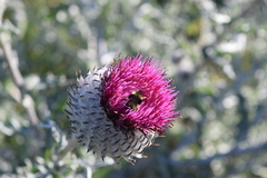 Cirsium occidentale occidentale