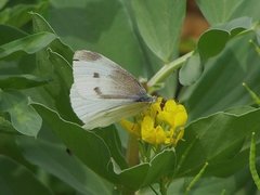 Pieris rapae