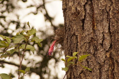 (c) Carlos Domínguez-Rodríguez, some rights reserved (CC BY) Tillandsia macdougallii, photograph (c) Carlos Domínguez-Rodríguez, some rights reserved (CC BY)