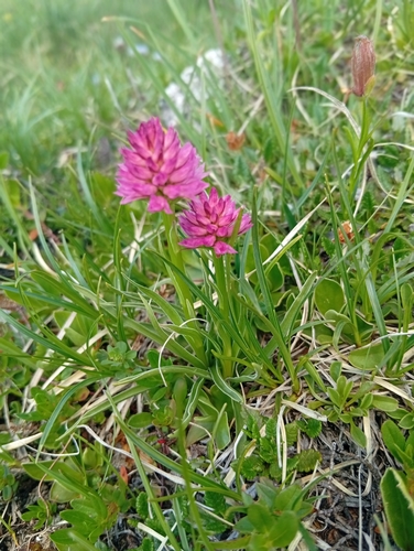 Austrian gymnadenia (Gymnadenia archiducis-joannis)
