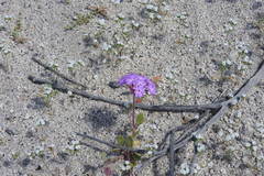 Abronia gracilis