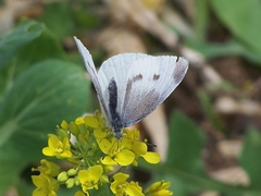 Pieris rapae