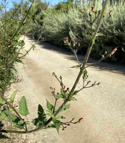 iNaturalist observation photo of California beeplant
