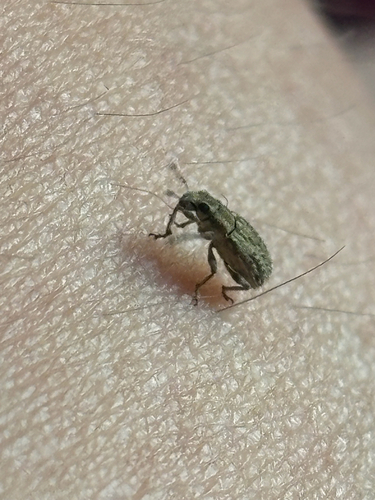 Spotted Pea Weevil