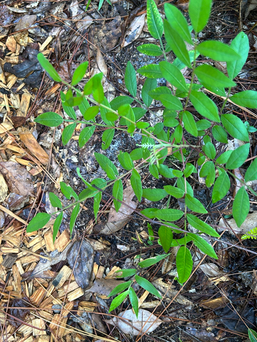 shining sumac