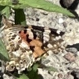 Painted Lady
