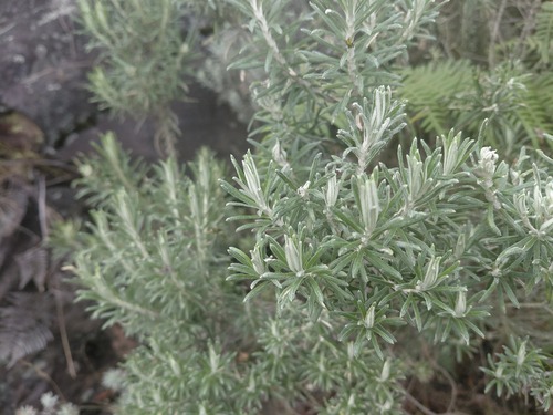 Linochilus rosmarinifolius, photograph 1