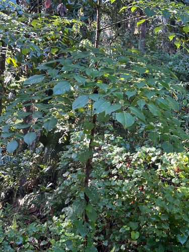 devil's walkingstick