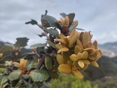 Hesperomeles goudotiana
