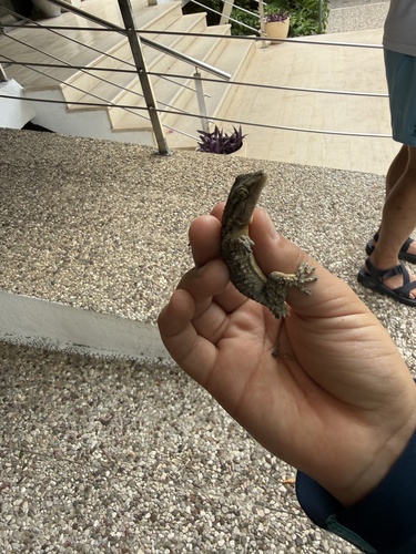 Moorish Gecko