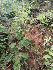 Calliandra houstoniana, photograph (c) Carlos Domínguez-Rodríguez, some rights reserved (CC BY)