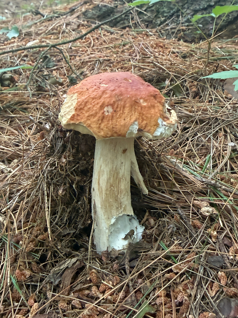 Chippewa Bolete · June 2026 · photo: Photo: (c) Arden Woods, some rights reserved (CC BY) · iNaturalist