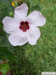 Pavonia cymbalaria